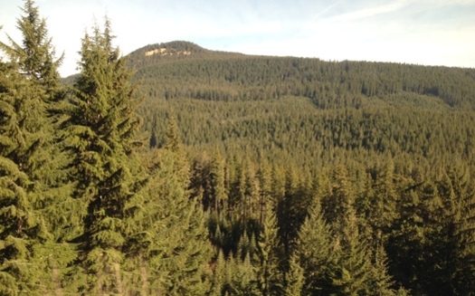 PHOTO: Oregon's densely forested O-and-C lands encompass slightly more than 2.6 million acres, and the Bureau of Land Management wants more public input as it updates the master plan to manage them. Photo credit: Chris Thomas