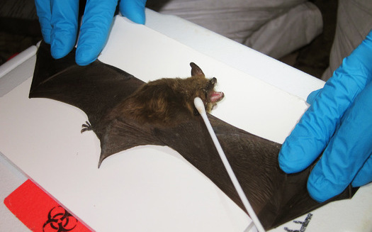 PHOTO: With a deadly fungal disease called white-nose syndrome decimating its numbers, the northern long-eared bat today officially becomes listed as a threatened species in Iowa and across the country. Photo credit: University of Illinois/Steve Taylor/Flickr.