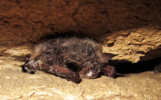 PHOTO: With a deadly fungal disease called white-nose syndrome decimating its numbers, the northern long-eared bat today officially becomes listed as a threatened species in Minnesota and across the country. Photo credit: University of Illinois/Steve Taylor/Flickr.