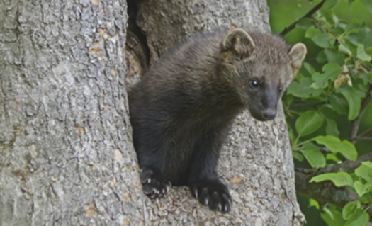 PHOTO:  The fisher is a medium-sized carnivore that is on the brink of extinction partly because of vehicle collisions. Californians can help biologists protect them by reporting roadkill to wildlifecrossing.net. 