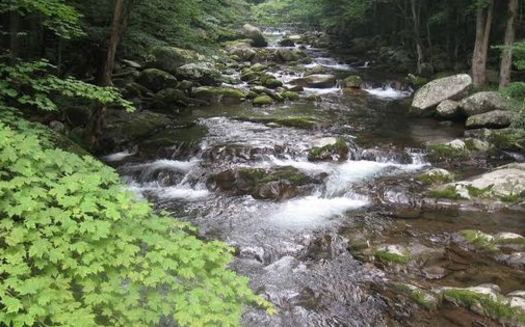 PHOTO:  New analysis published in the magazine Science predicts that one in six species, including native brook trout, could become extinct as a result of climate change. Photo credit: Wild Virginia.