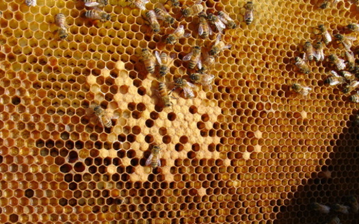 Photo: Florida's honeybee population is increasing, while bees in other parts of the country are declining. Photo credit: kakisky/morguefile.com