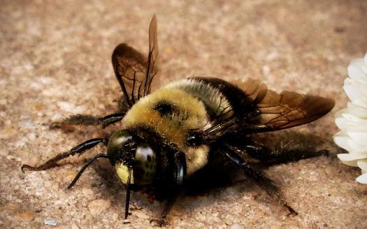 PHOTO: Bees are disappearing in Ohio and around the globe, and scientists say a class of insecticides known as neonicotinoids is contributing to the decline in bee colonies.  Photo credit: Krisi Larsen Brewer/Morguefile.