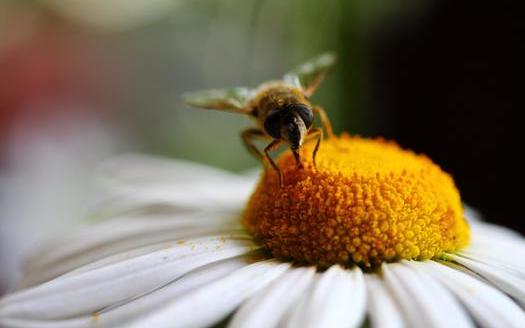 PHOTO: Bees are disappearing in South Dakota and around the globe, and scientists say a class of insecticides known as neonicotinoids is contributing to the decline in bee colonies. Photo credit: miniperium/morguefile.com.