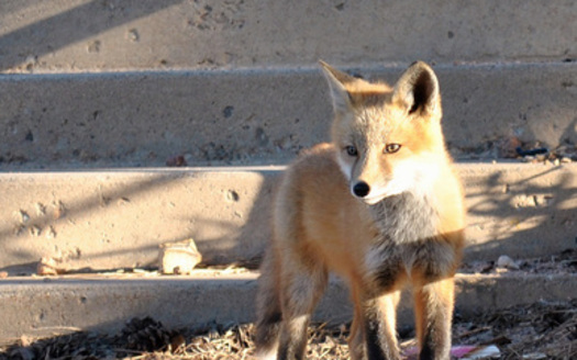 PHOTO: The CDC reports only one new strain of rabies has been discovered in the U.S. this past decade, that is until a woman in Lincoln County was attacked by fox with rabies last month. Photo credit U.S. Department of Defense.