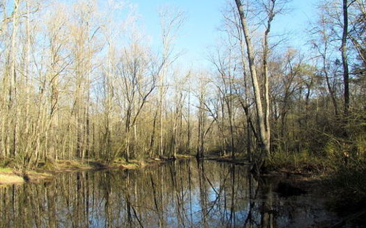PHOTO: Wetlands in North Carolina will see greater protection under the new clean water rules issued by the EPA. Photo credit: bobistraveling/Wikimedia Commons