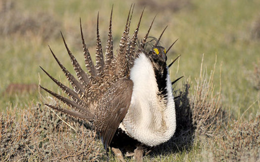 PHOTO: The greater sage-grouse has ruffled feathers in recent years as populations have declined. New management proposals for federal sagebrush landscapes aim to keep the birds healthy, while preserving traditional land uses. Photo credit U.S. Fish and Wildlife Service.