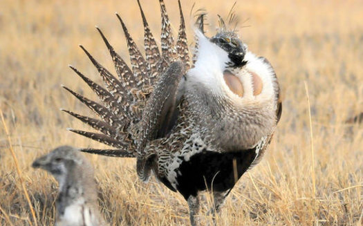 PHOTO: The U.S. Bureau of Land Management outlined the federal government's approach to managing areas inhabited by sage-grouse and bolstering populations of the once-abundant bird Thursday. Photo courtesy U.S. Fish and Wildlife Service.
