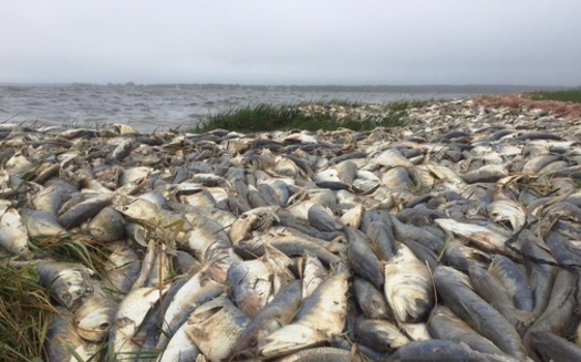 PHOTO: Local scientists say a massive fish kill this weekend on Long Island is another signal that more needs to be done to curb nitrogen pollution in local bays. Photo credit: Stephan Beaumont/Red Vault Productions.  