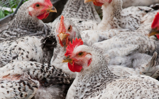 An expert on avian influenza says it was just a matter of time that the disease would spread. Credit: U.S. Department of Agriculture/Flickr.