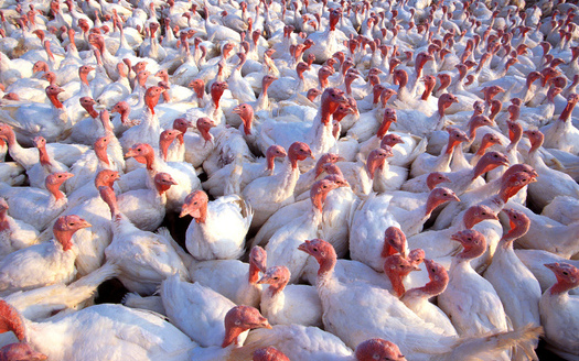 An expert on avian influenza says it was just a matter of time that the disease would spread. Credit: U.S. Department of Agriculture/Flickr.
