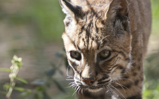 PHOTO: Animal-welfare organizations are urging Gov. Bruce Rauner to veto a bill that would allow  bobcat-hunting in Illinois for the first time in four decades. Photo courtesy Humane Society of the United States.