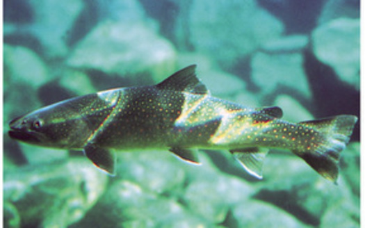 Three conservation groups have filed suit over the U.S. Fish and Wildlife Service's approval of a proposed copper and silver mine in the Cabinet Mountains Wilderness, on the grounds the development would harm endangered bull trout and grizzly bears. Credit: U.S. Fish and Wildlife Service.