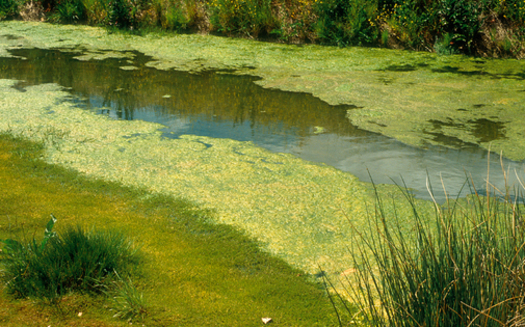 PHOTO: With warm temperatures and plenty of sunlight, summer is prime time for the spread of blue-green algae that can threaten the health of Indiana's lakes and reservoirs. Photo credit: Willem van Aken, CSIRO/Wikimedia.