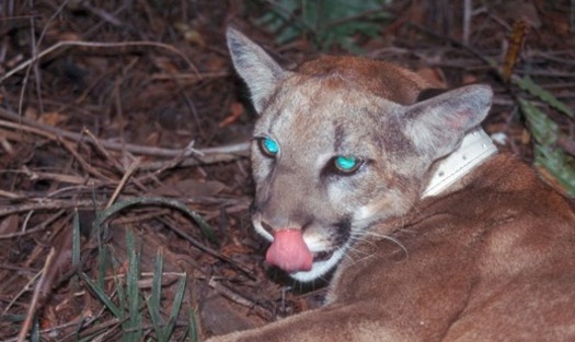 PHOTO: The future of the endangered Florida panther will be discussed at a meeting in Sarasota on Tuesday. Photo credit: Florida Panther Net.