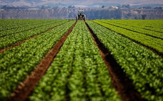 The EPA says it plans to ban agricultural use of the pesticide chlorpyrifos, commonly used on some California crops. Credit: Chris Jordan-Bloch/Earthjustice.