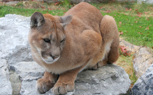 More than 200 cougars a year are killed by hunters in Washington. Animal rights' organizations are asking the state Fish and Wildlife Commission to change its recent decision to increase the cougar quota in some hunting units. Credit: Wikimedia Commons.