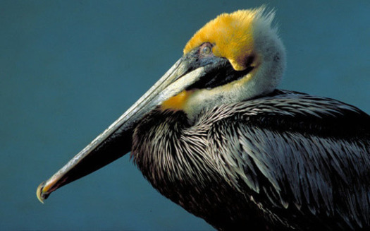 Pelicans and many other species suffered in the 2005 BP oil spill. Credit: U.S. Dept. of the Interior.