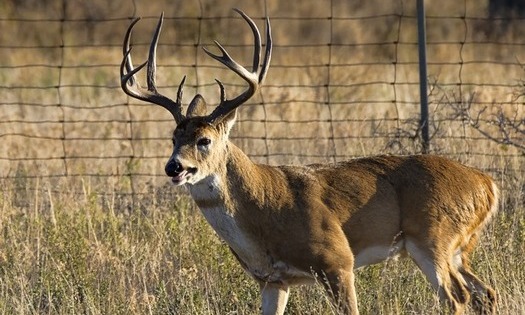 PHOTO: North Carolina wildlife groups are concerned a proposal to transfer management of captive deer and elk from the Wildlife Resources Commission to the Department of Agriculture could increase the risk of disease. Photo credit: Larry Smith/Flickr.
