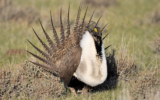 A new survey shows a majority of voters of all political stripes like the idea of preserving sagebrush landscapes where greater sage-grouse reside. Credit: U.S. Fish and Wildlife Service.