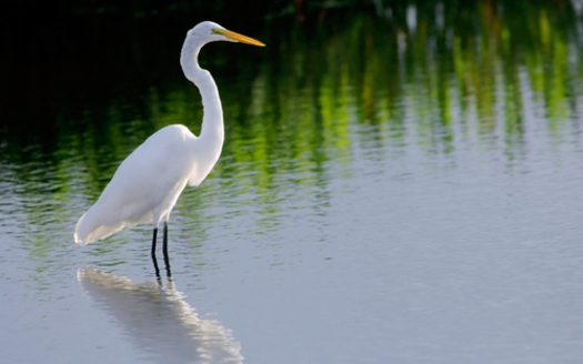 An egret rests in a marsh in the Everglades. A Florida real estate company has filed for a permit to build an exploratory oil rig on land it owns near Miramar. Credit: Floridastock/iStockphoto.com.