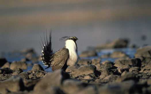Westerners have a soft spot for greater sage-grouse. Courtesy: U.S. Fish and Wildlife Service