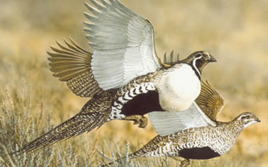 A new survey shows a majority of voters of all political stripes like the idea of preserving sagebrush landscapes where greater sage-grouse reside. Courtesy of U.S. Forest Service.