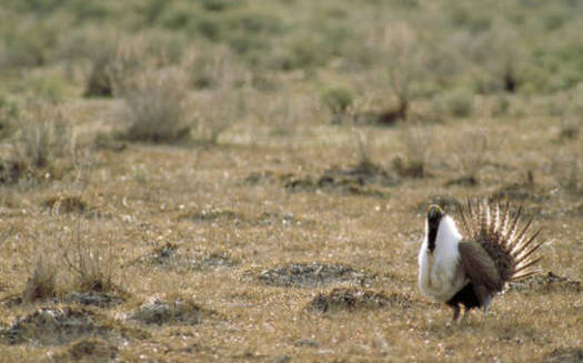A new survey shows a majority of voters of all political stripes like the idea of preserving sagebrush landscapes where greater sage-grouse reside. Credit: Thomas G. Barnes/U.S. Fish and Wildlife Service.
