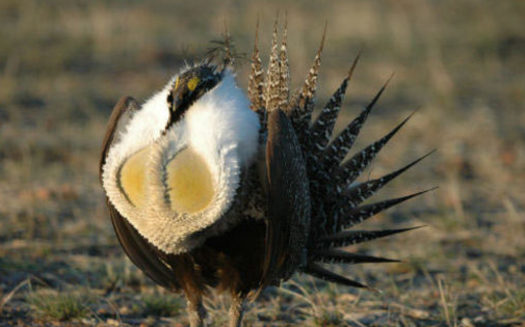 PHOTO: A new survey shows a majority of voters of all political stripes like the idea of preserving sagebrush landscapes where greater sage-grouse reside. Photo courtesy U.S. Fish and Wildlife Service.