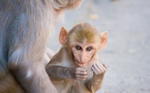 An animal rights group has filed a complaint with the Florida Department of Business and Professional Regulation, alleging mistreatment of monkeys by Florida-based Primate Products. Credit: Garrett Ziegler.