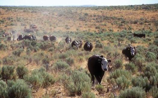 Oregon cattle ranchers and the Natural Resources Conservation Service are working together to prove that cows can coexist with sage-grouse and other high-desert wildlife. Courtesy: Oregon State University Extension Service.