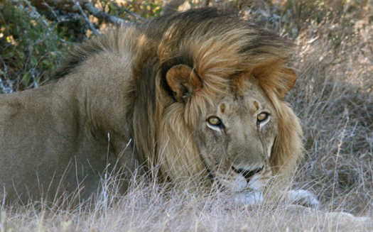 The Animal Rights Coalition wants an end to big-game hunts after the killing of a lion in Africa by a Minnesota big-game hunter. Credit: Matt MacGillivray/Flickr.