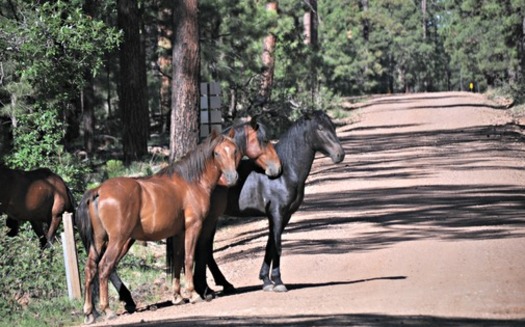 The fate of free-roaming horses on Arizona public lands could be decided with the release of two government studies expected soon. Credit: U.S. Forest Service.