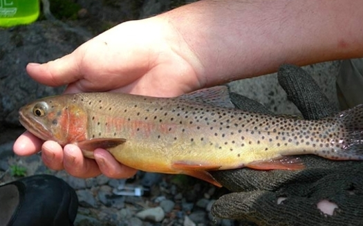 The EPA released its final Clean Power Plan on Monday. Cold water fisheries in Montana have been affected by climate change because of reduced water volume, increased pollution and warming water temperatures. Credit: National Park Service.
