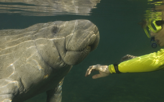 The public can weigh in this week on proposed restrictions on tourists swimming with endangered manatees at Crystal River National Wildlife Refuge in Citrus County. Credit: Durden Images/iStockphoto.com.