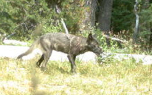 This gray wolf is part of the first known pack in California in almost 90 years. Credit: California Department of Fish and Game.