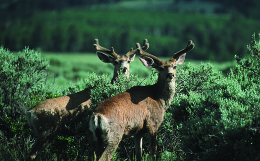 Oil and gas production disrupts critical winter deer habitat. Credit: Gary Kramer/Wikimedia Commons.