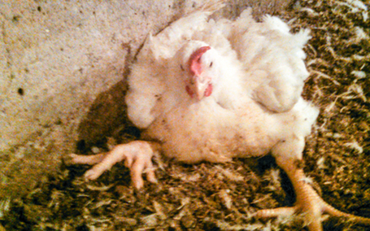 Chicken Farm Loses Contract After Abuse Uncovered / Public News Service