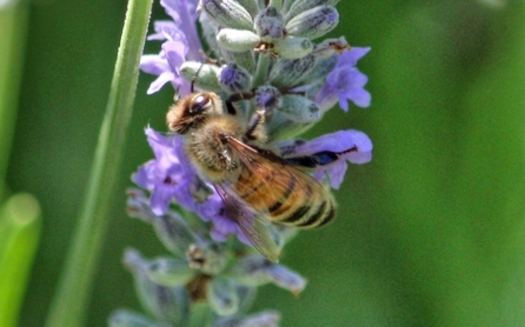 A federal court says the pesticide sulfoxaflor should not have been registered because it can kill bees and other pollinators. Credit: Deborah C. Smith.