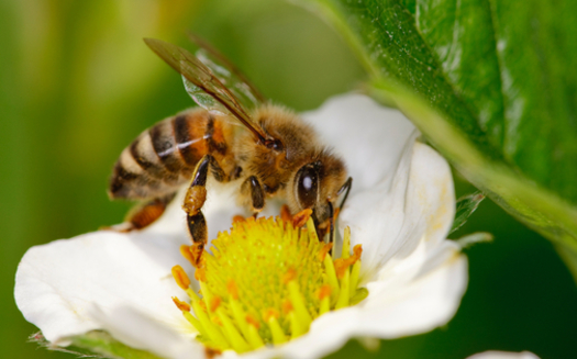 It's too risky to expose bees like this one to the pesticide sulfoxaflor; a federal appeals court decided the EPA's approval was based on flawed studies. Credit:proxymider/iStock