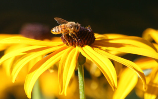 The EPA erred in allowing a bee-killing pesticide, sulfoxaflor, on the market, according to the Ninth Circuit Court of Appeals. Credit: Deborah C. Smith.