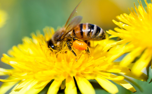 A panel of federal judges overturned the EPA's approval of a bee-killing pesticide. Credit: alexandrmagurean/iStock
