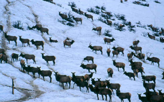 Routine winter feeding of elk in Wyoming is being debated, with risks of disease spreading to Idaho listed as one of the concerns. Credit: U.S. Forest Service.
