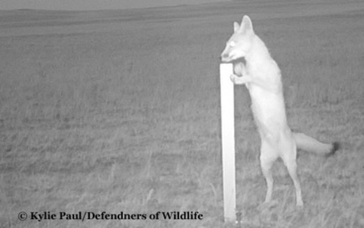 The swift fox, tiniest fox in North America at 5 pounds, is thought to have made a comeback in Montana based on images like this from remote wildlife cameras. Credit: Kylie Paul/Defenders of Wildlife