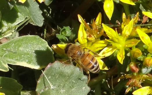 A bee-keeping group says pesticide labels carry inaccurate information to protect bees. Credit: Deborah C. Smith