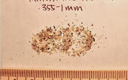 As much as 19 tons of microbeads may be entering New York state wastewater annually, and are being ingested by fish. Credit: Dr. S. Mason, SUNY Fredonia