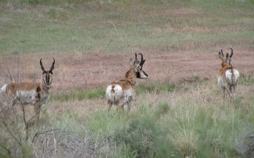 The BLM finalized a set of plans to manage sagebrush public lands in Utah and throughout the West. Credit: Deborah C. Smith