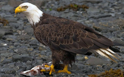 The bald eagle is a success of the Endangered Species Act. Credit: Yathin S Krishnappa/Wikimedia