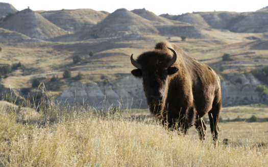 The U.S. Forest Service is being sued for approving a large gravel mine adjacent to Theodore Roosevelt National Park's Elkhorn Ranch. Credit: Eric Foltz.