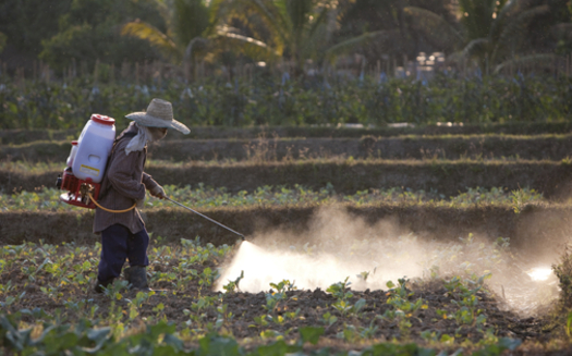 The EPA is updating standards to protect the nation's farmworkers from pesticide poisoning. Credit: Enviromantic/iStockphoto.